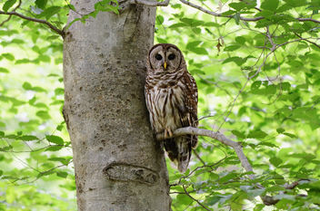 Owl in a Tree - Free image #281463